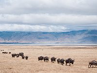 Landschap Ngorongoro Gnoe